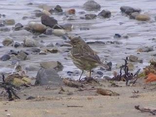 ¿Turistas británicos?