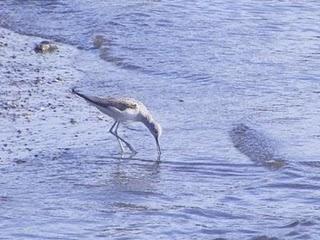 Ría de Avilés-Gozón: somormujos y limícolas.