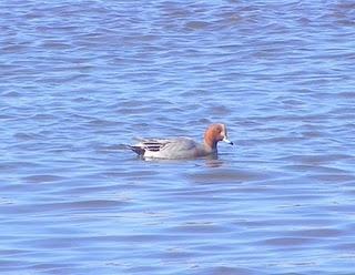 En la ría de Avilés-Gozón: patos