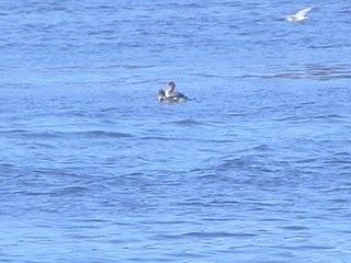 En la ría de Avilés-Gozón: patos