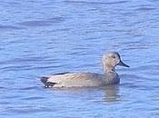 Avilés-Gozón: patos