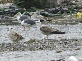 Otro batiburrillo de gaviotas
