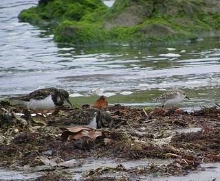Nuevo inquilino en Bañugues