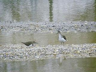 Nuevo inquilino en Bañugues