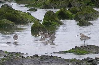 Nuevo inquilino en Bañugues