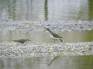 Nuevo inquilino en Bañugues