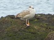 Poco pero variado Aramar