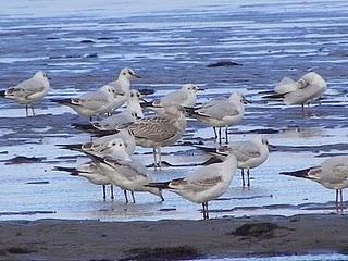 Curiosa gaviota cana