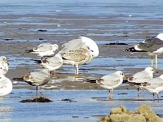 Curiosa gaviota cana