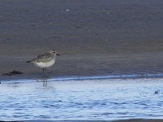 Curiosa gaviota cana