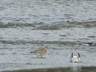 Surtido de gaviotas en Bañugues