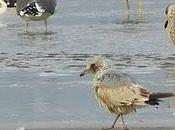 Surtido gaviotas Bañugues
