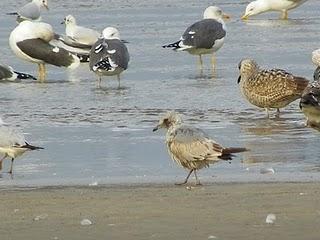Surtido de gaviotas en Bañugues