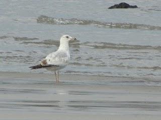 Surtido de gaviotas en Bañugues