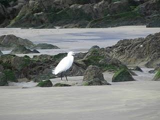 Surtido de gaviotas en Bañugues