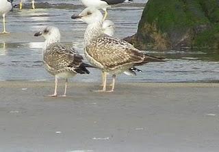 Surtido de gaviotas en Bañugues