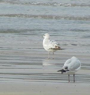 Surtido de gaviotas en Bañugues