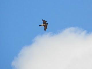 Halcón peregrino cazando en Luanco