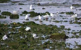 Una vuelta por Aramar