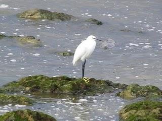 Una vuelta por Aramar