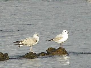 Gaviotas cabecinegras en Bañugues