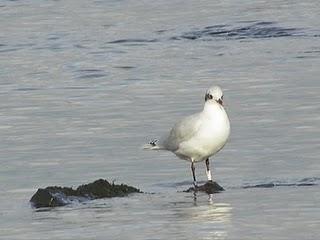 Gaviotas cabecinegras en Bañugues