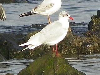 Gaviotas cabecinegras en Bañugues