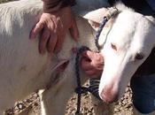 ELINDA (recuperándose ataque Jabalí) Jaca (Huesca)