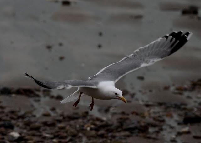 TXINGUDI-PLAIAUNDI FEBRERILLO EL LOCO