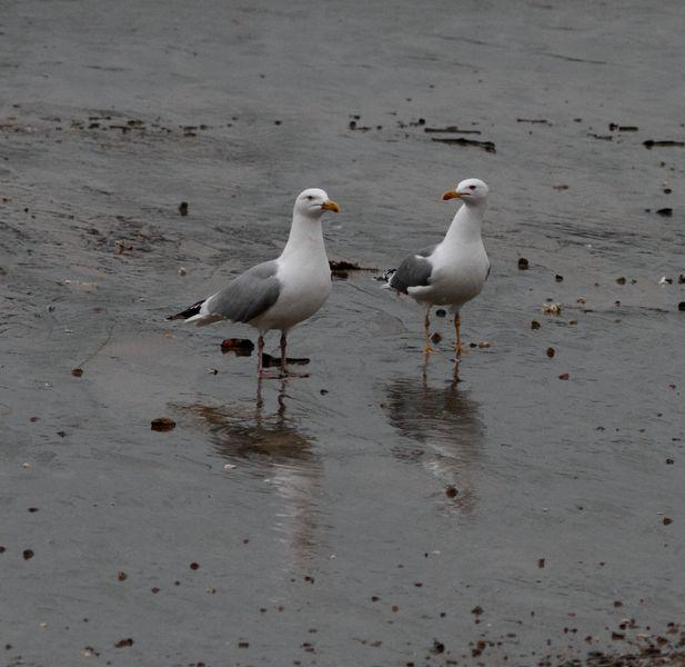 TXINGUDI-PLAIAUNDI FEBRERILLO EL LOCO