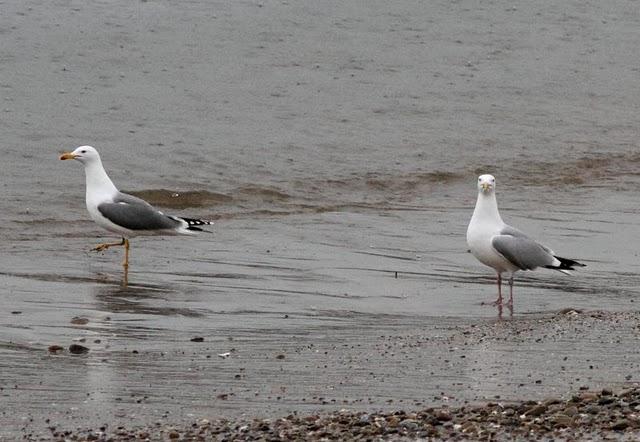 TXINGUDI-PLAIAUNDI FEBRERILLO EL LOCO
