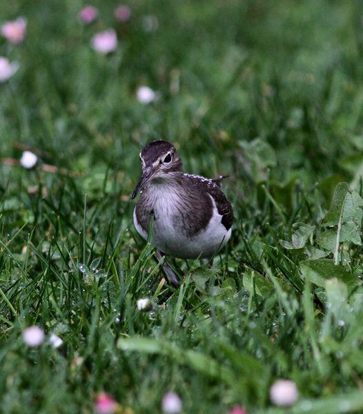 TXINGUDI-PLAIAUNDI FEBRERILLO EL LOCO