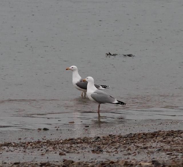 TXINGUDI-PLAIAUNDI FEBRERILLO EL LOCO
