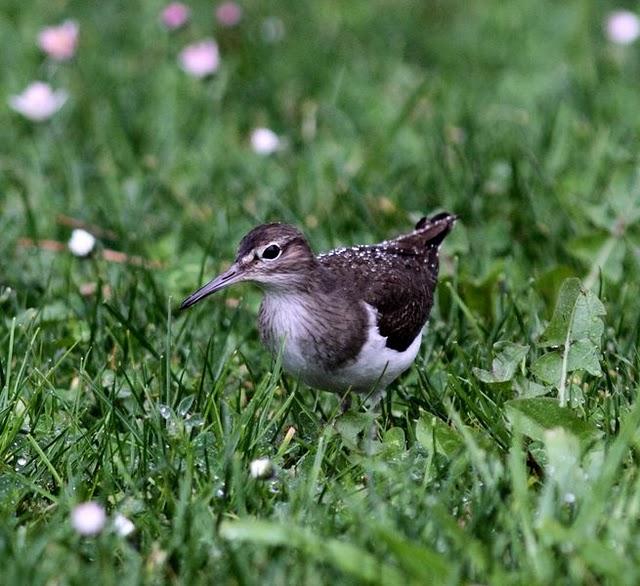 TXINGUDI-PLAIAUNDI FEBRERILLO EL LOCO