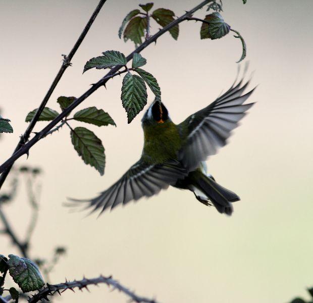 TXINGUDI-PLAIAUNDI FEBRERILLO EL LOCO