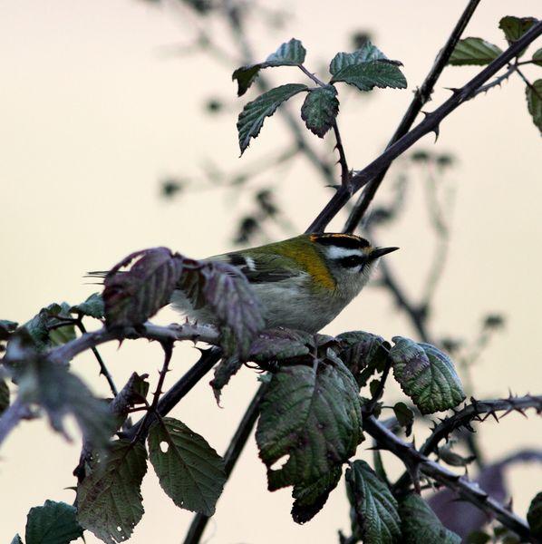 TXINGUDI-PLAIAUNDI FEBRERILLO EL LOCO