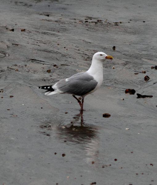 TXINGUDI-PLAIAUNDI FEBRERILLO EL LOCO