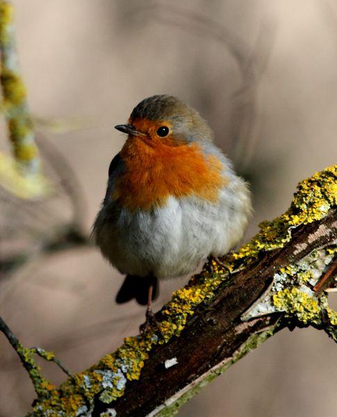 TXINGUDI-PLAIAUNDI FEBRERILLO EL LOCO