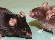 Ratones sometidos actividad moderada mantienen sorprendentemente jóvenes, mientras atrofian órganos compañeros sedentarios
