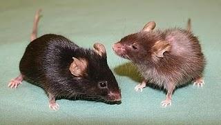 Ratones sometidos a una actividad moderada se mantienen sorprendentemente jóvenes, mientras se atrofian los órganos de sus compañeros sedentarios