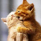 claves errores parejas felices matrimonio Sweet-Couples.jpg