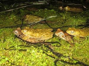 Un fin de semana anfibio