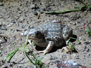 Un fin de semana anfibio