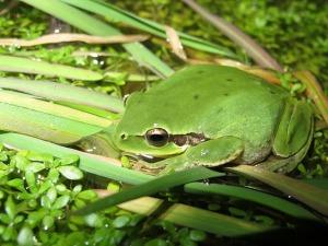 Un fin de semana anfibio