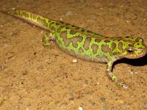 Un fin de semana anfibio