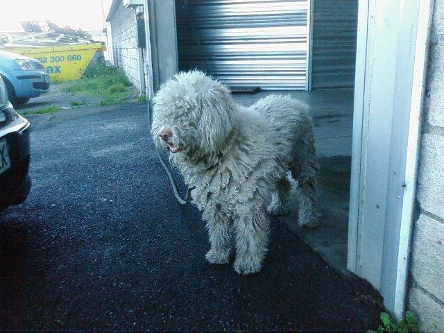 Perro de aguas 5 años, lo quieren sacrificar (perrera de Gijón).