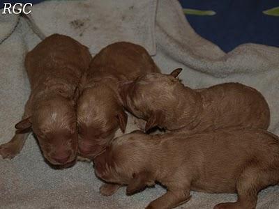 Gente vil y maldita. URGENTE CASA DE ACOGIDA O ADOPCIÓN, SON MUY PEQUEÑITOS.!!!