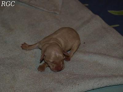 Gente vil y maldita. URGENTE CASA DE ACOGIDA O ADOPCIÓN, SON MUY PEQUEÑITOS.!!!