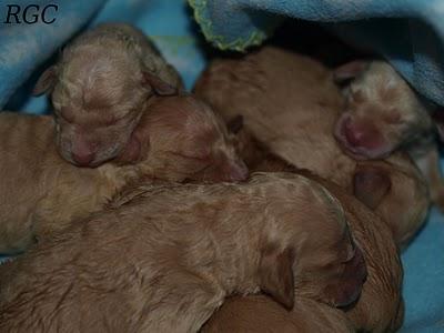 Gente vil y maldita. URGENTE CASA DE ACOGIDA O ADOPCIÓN, SON MUY PEQUEÑITOS.!!!