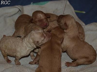 Gente vil y maldita. URGENTE CASA DE ACOGIDA O ADOPCIÓN, SON MUY PEQUEÑITOS.!!!